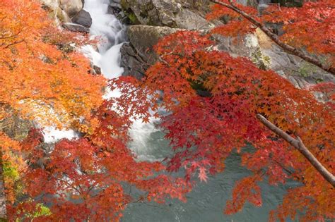 紅葉 風水